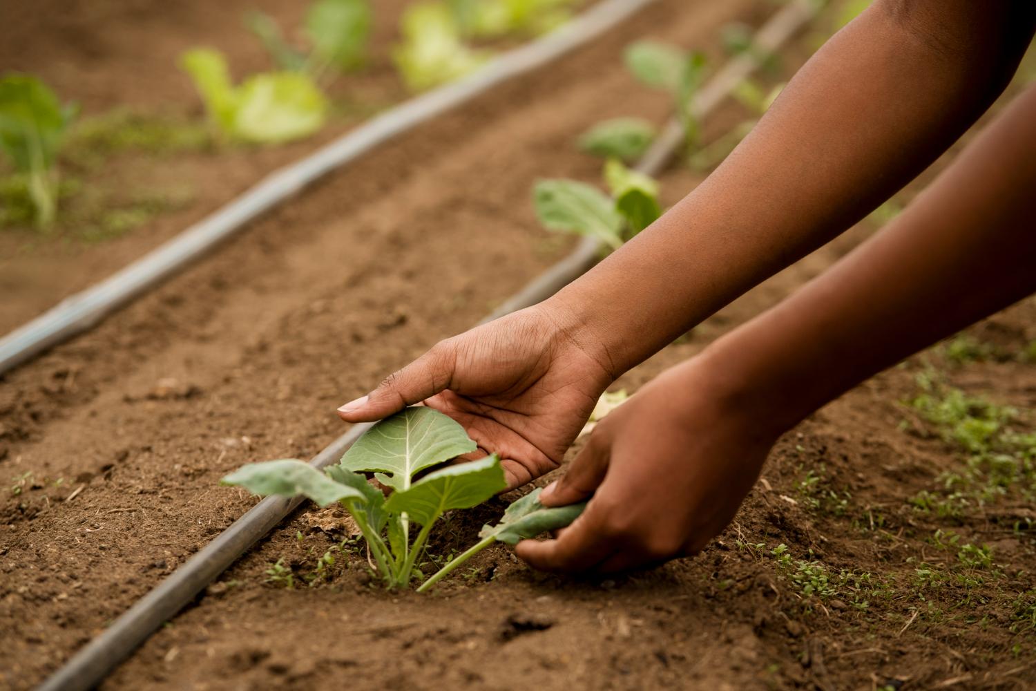 Mastering Best Planting Practices in Uganda for Maximum Yields: A Guide from Home Harvest - Cover Image