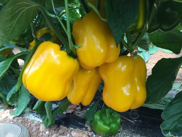 Know Gisselle F1 Yellow Sweet Pepper: Your Key to a Vibrant, High-Yielding Harvest - Cover Image