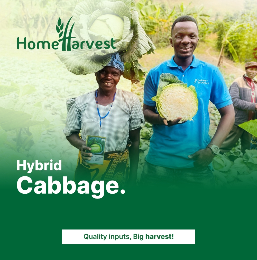 Comprehensive Guide to Profitable Cabbage Farming in Uganda