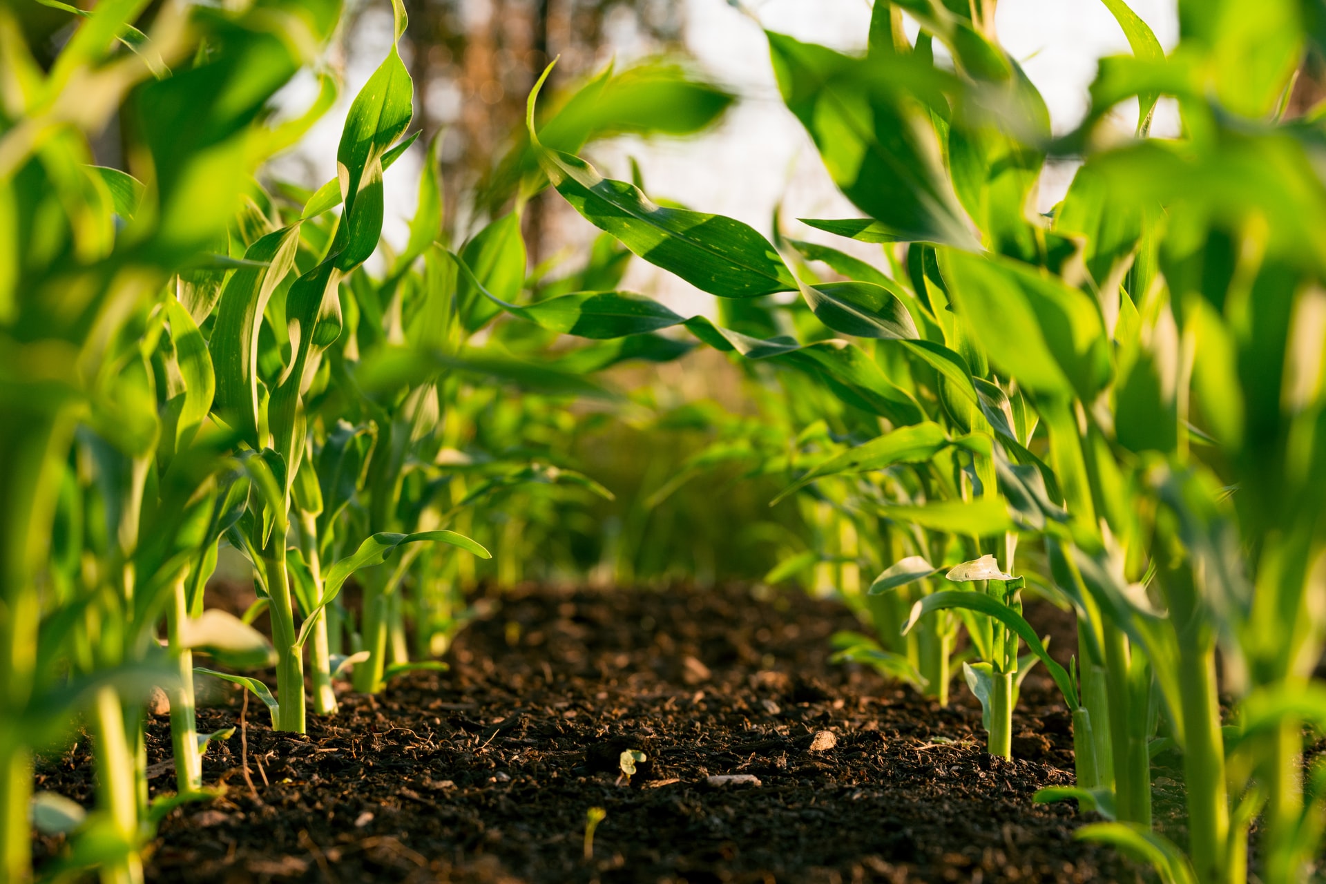 Sustainable Farming Practices
