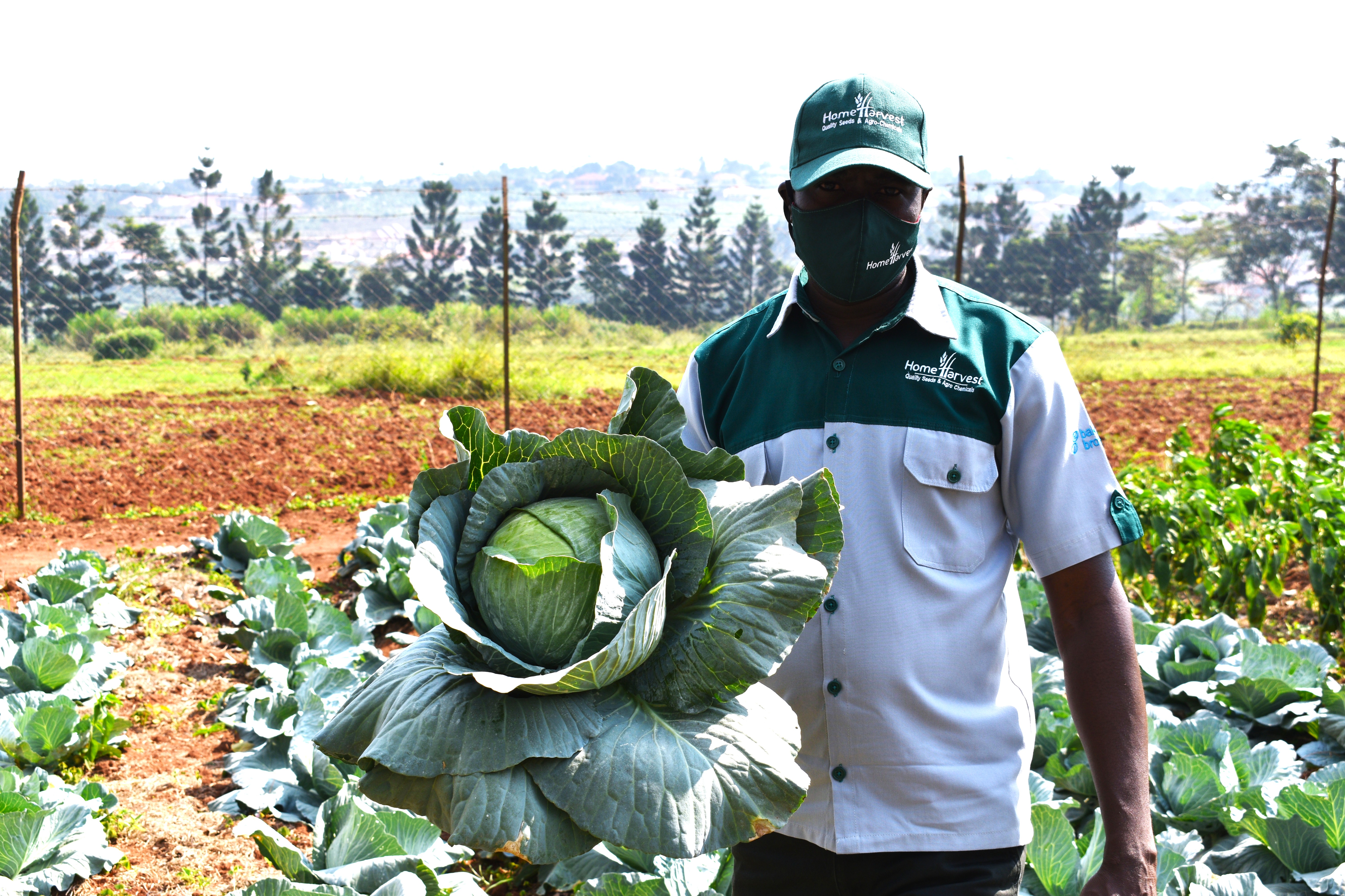 Home Harvest's Guide for Farmers During Fruition & Harvest Season