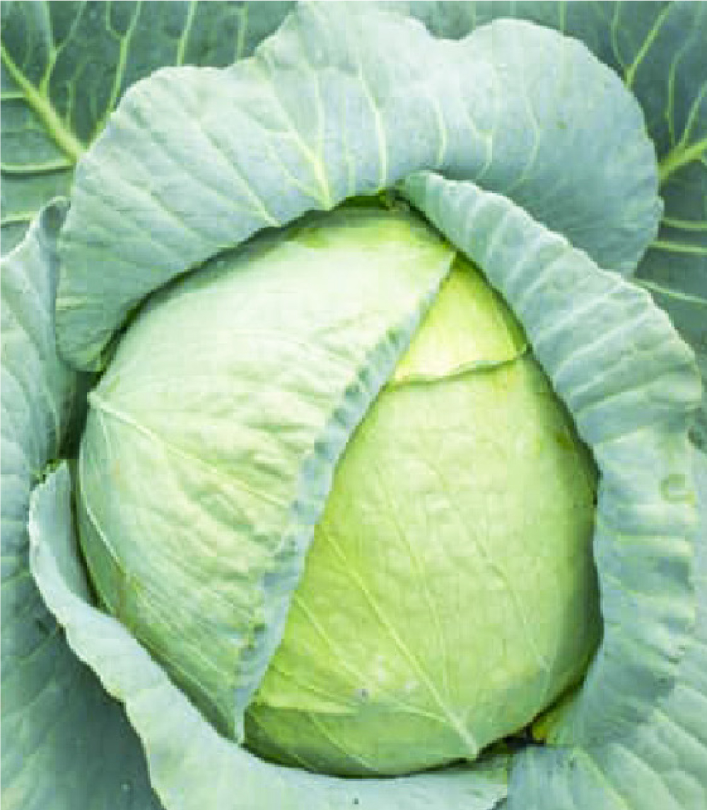 Cabbage Delta F1